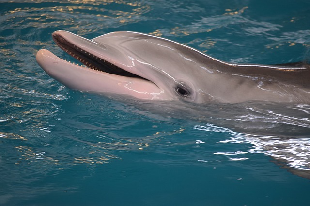 delfin fuera agua