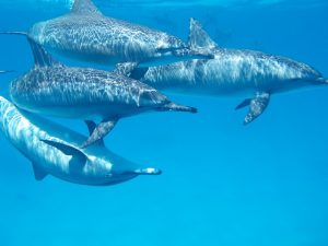 delfines manada