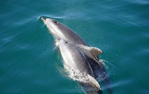 delfin con cria