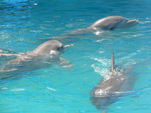 Delfines acuario