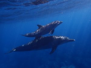 crias delfines