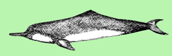 delfin baiji
