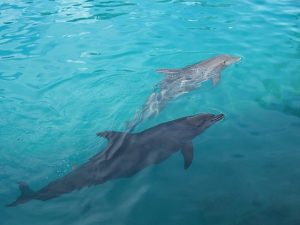 delfin cria