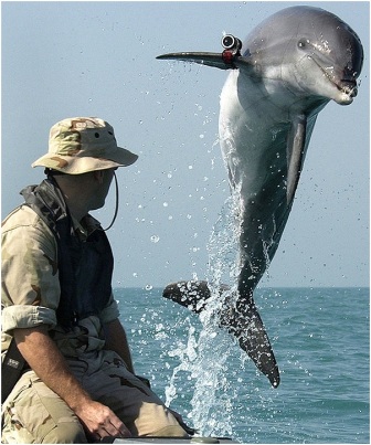 delfin militar