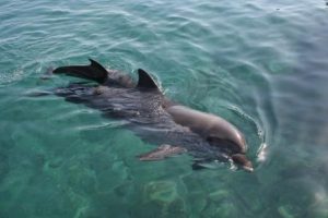 delfin recien nacido
