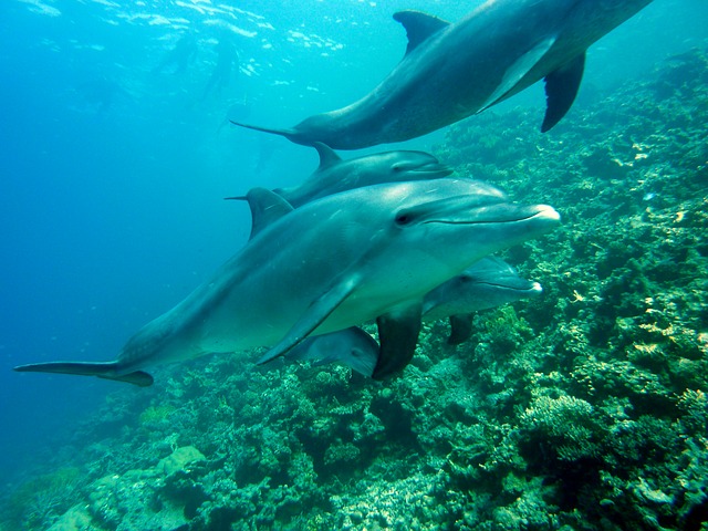 grupo delfines