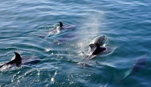delfines-salvajes