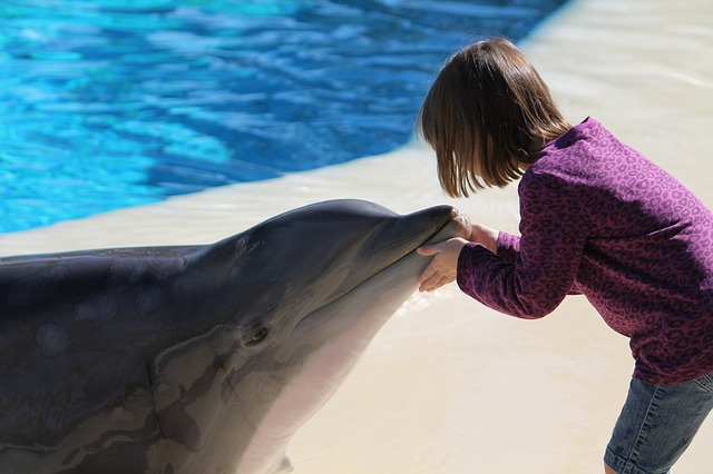 delfines y humanos