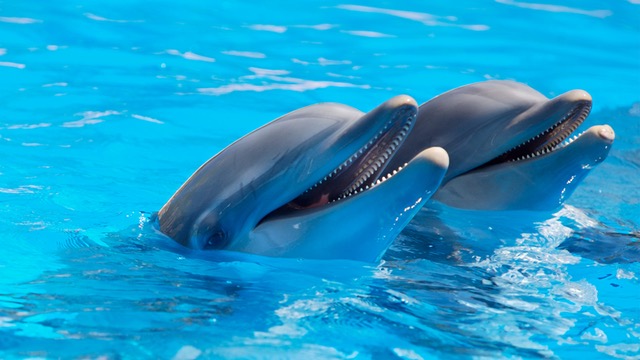 delfin nariz botella