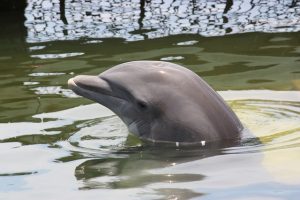 imagen delfin