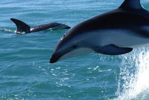 delfin-foto