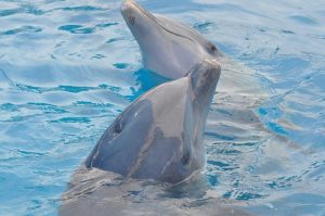 pareja delfines