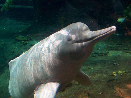 Datos sobre el delfín rosado del amazonas » DELFINPEDIA