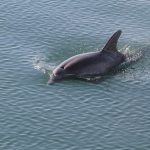 delfin nadando