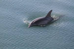 delfin nadando
