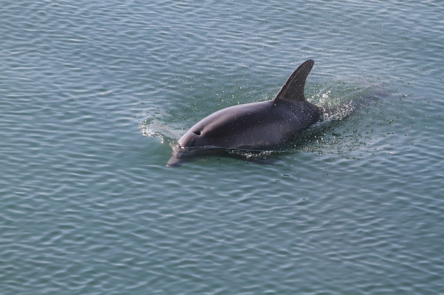 delfin nadando