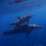 crias delfines