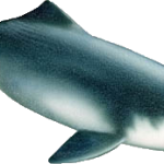 delfin baiji o de rio chino