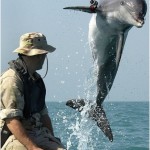 delfin militar