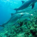 grupo delfines