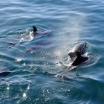 delfines-salvajes