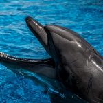 delfin de cerca