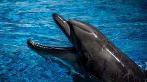 delfin de cerca