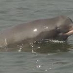 delfin indo