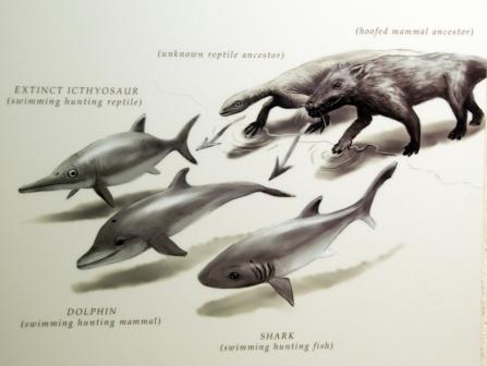 evolucion delfin