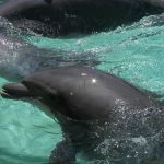fotografia de delfin