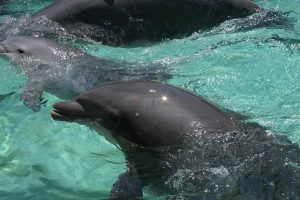 fotografia de delfin