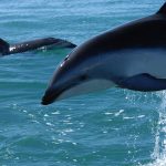 delfin-foto