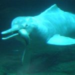 delfin rosado amazonas